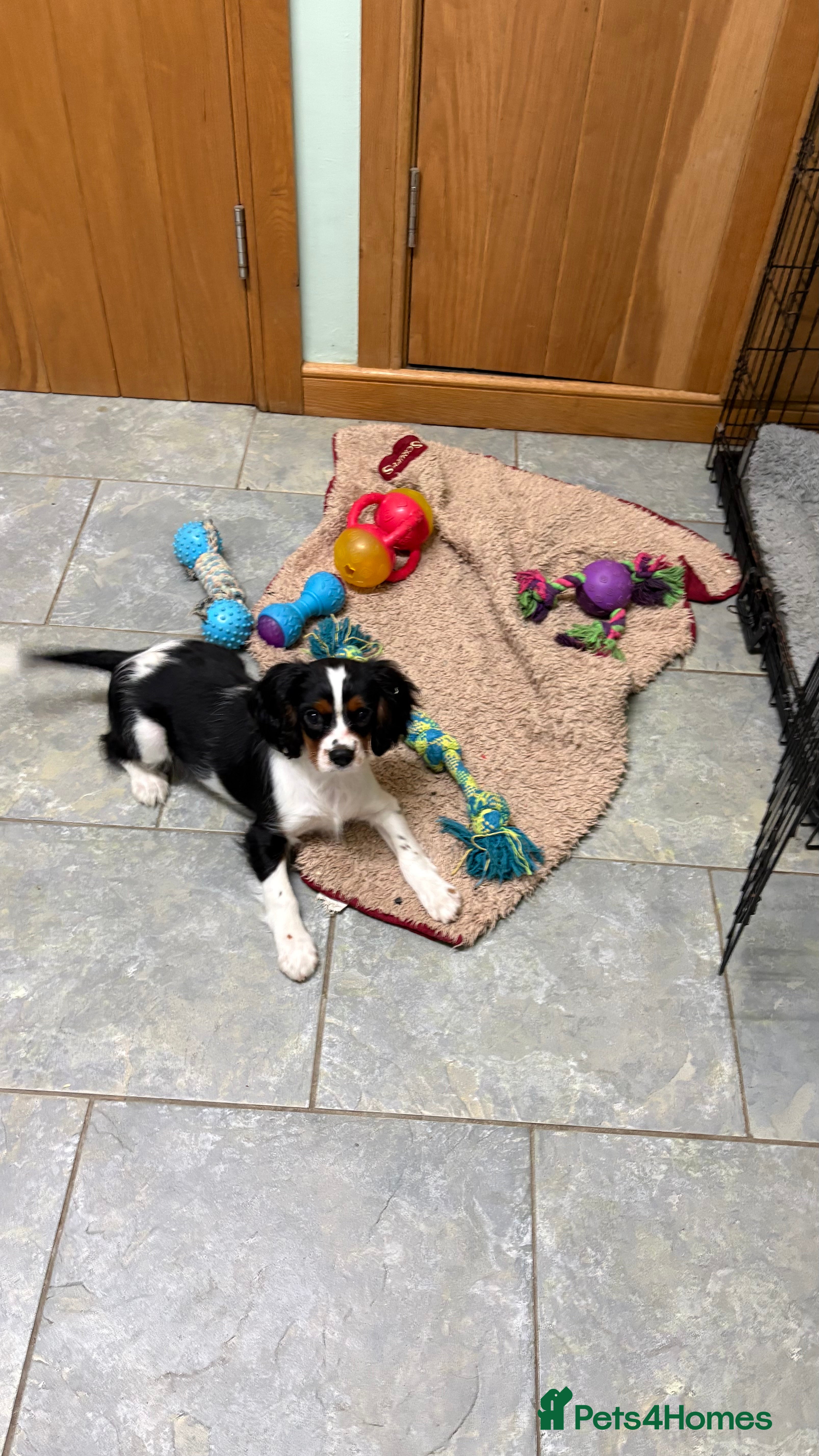 Cavalier King Charles Spaniel dogs KC Reg cavalier King Charles  - Advert 2
