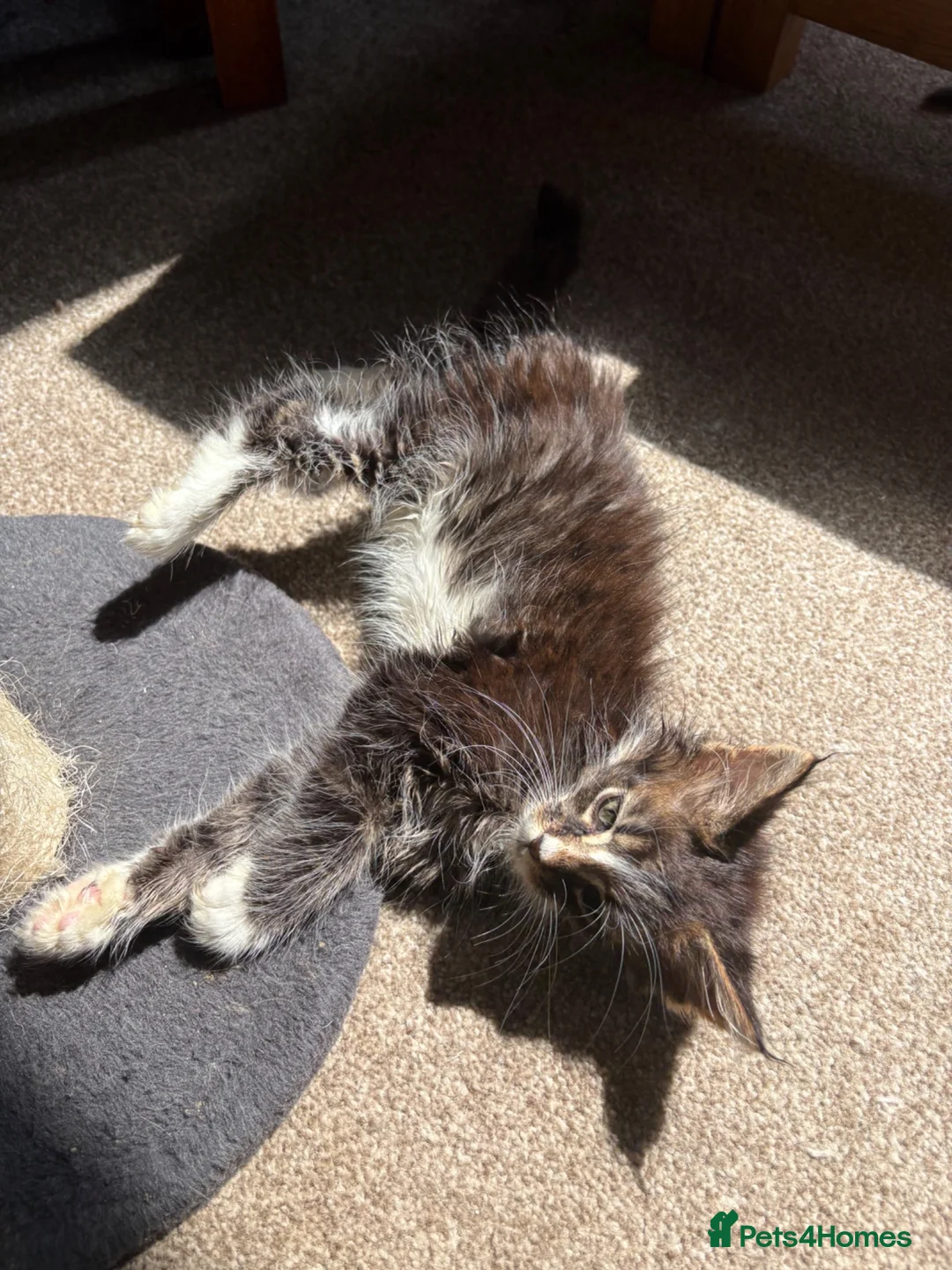 Maine Coon cats for sale: Beautiful Pedigree Maine Coon Kittens  - Advert 22