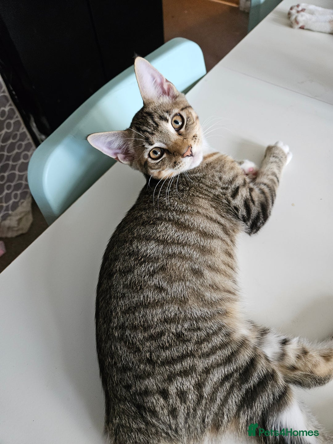 Maine Coon cats for sale: Maine Coon (parents not registered) READY TO LEAVE - Image 21