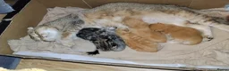 Scottish Fold cats for sale: One boy and 3 girls Scottish fold and straight  - Advert 2