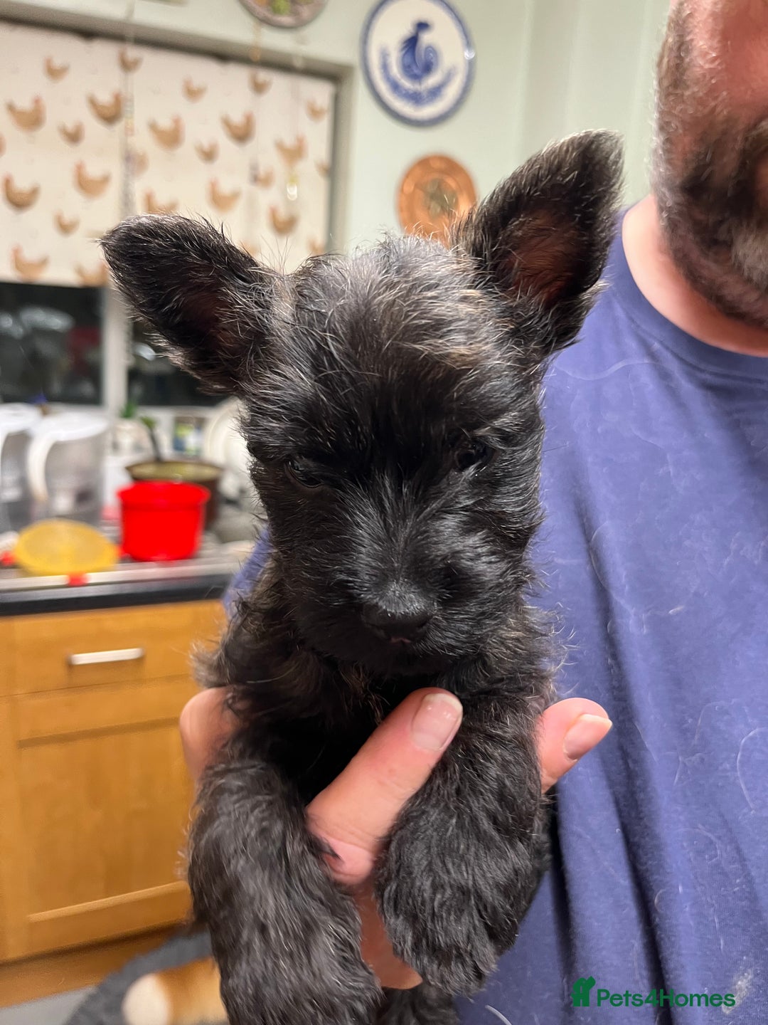 Cairn Terrier dogs for sale: Adorable Cairn Terrier Puppies - Image 8