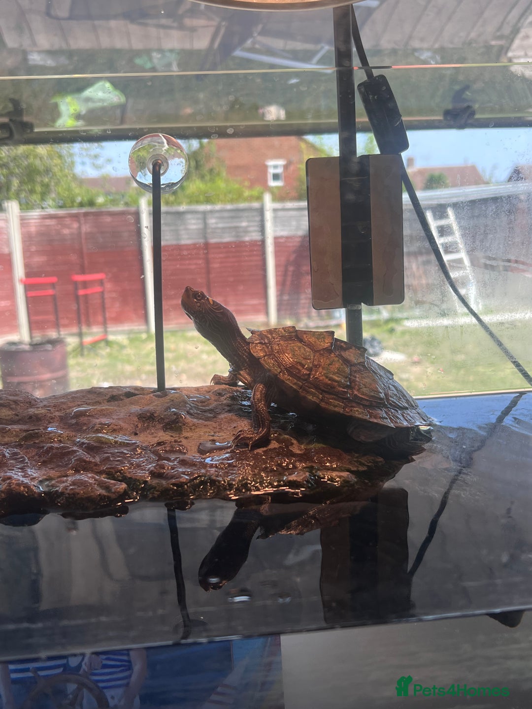 Turtle reptiles for sale: Mississippi Turtle - Image 2