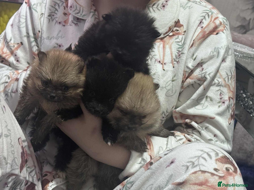 Pomeranian dogs for sale: Toy Pomeranian - Advert 3