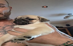 Pug dogs for sale: Update 22/7/25 SILVER AND APRICOT PUPPIES  - Image 22