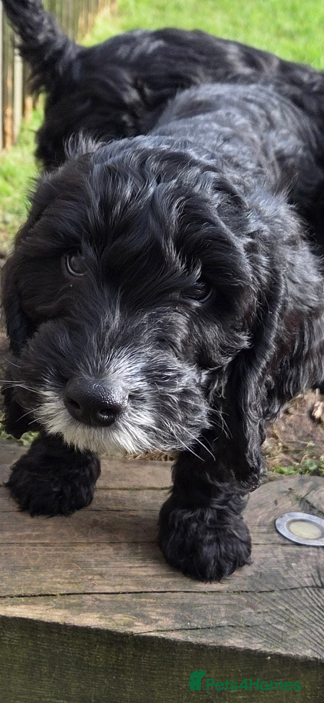 Cockapoo dogs for sale: F2 cockapoo puppies - Advert 3