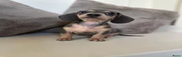 Miniature Dachshund dogs for sale: KC Dapple, Blue & Cream Miniature Dachshunds  in York - Advert 8