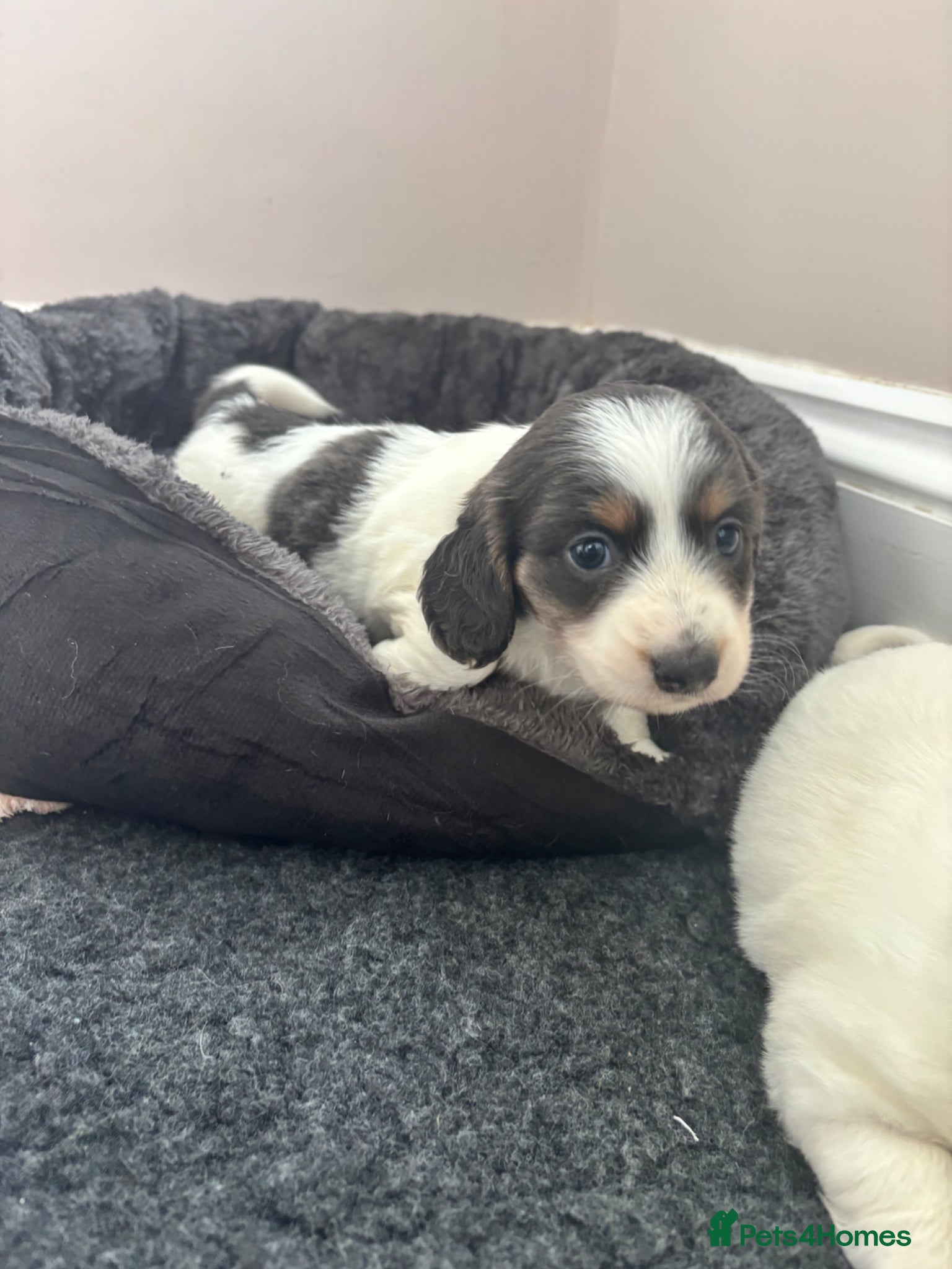 Dachshund dogs QUALITY LONGHAIRED MINIATURE DACHSHUND PUPPIES - Advert 2