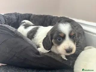 Dachshund dogs QUALITY LONGHAIRED MINIATURE DACHSHUND PUPPIES - Advert 2