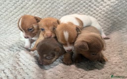 Jack Russell dogs for sale: Stunning litter of miniature Jack Russell puppies - Image 6