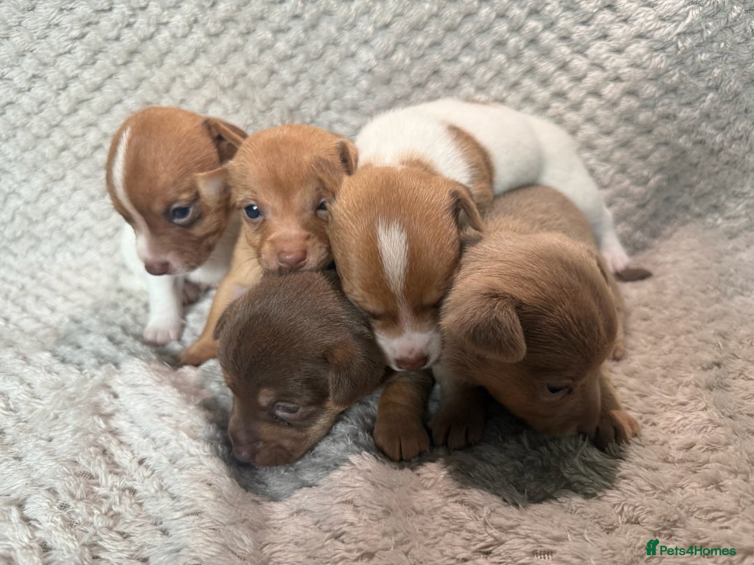 Jack Russell dogs for sale: Stunning litter of miniature Jack Russell puppies - Image 6
