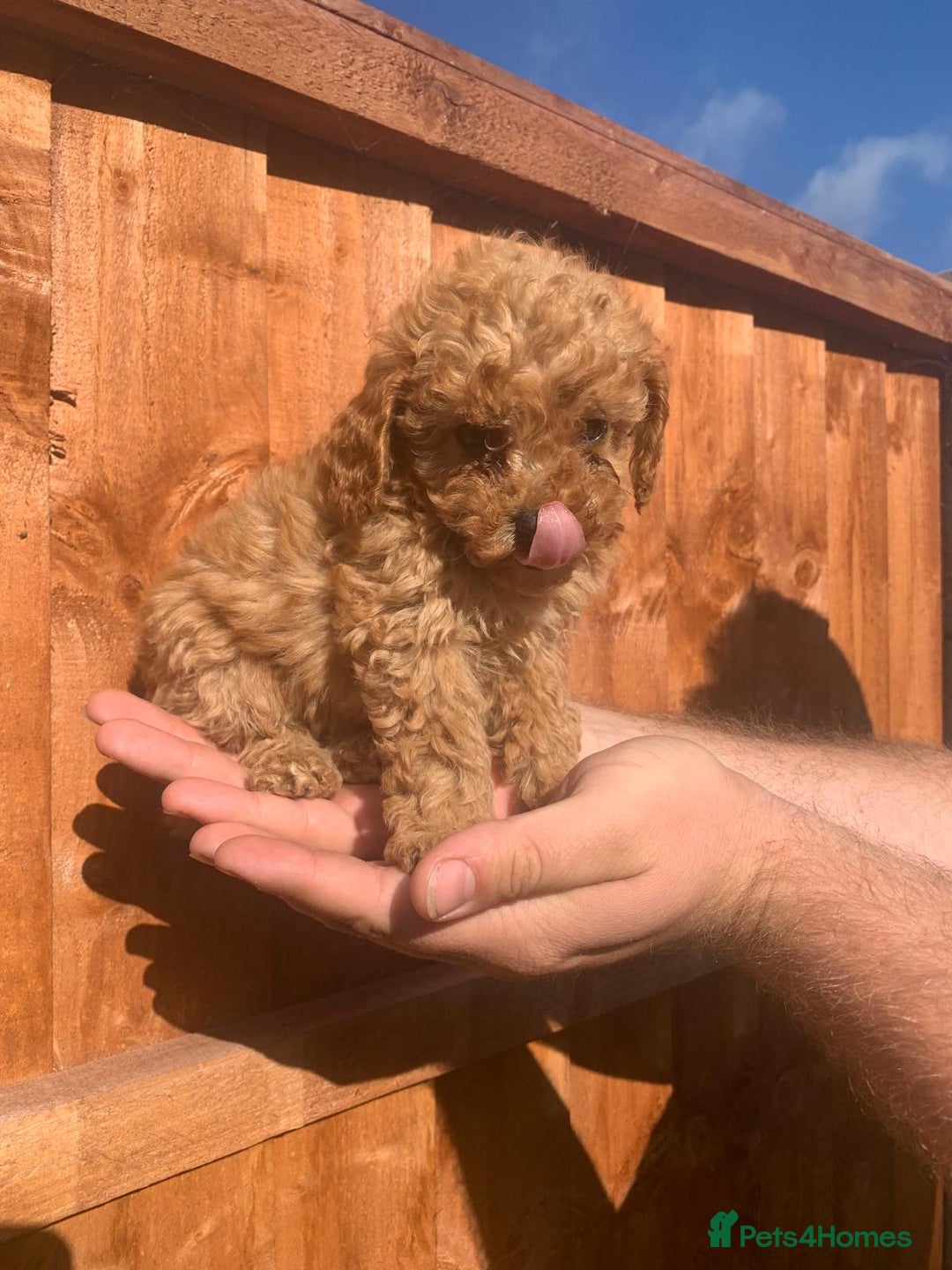 Mixed Breed dogs for sale: Toy poodle puppies  - Image 6
