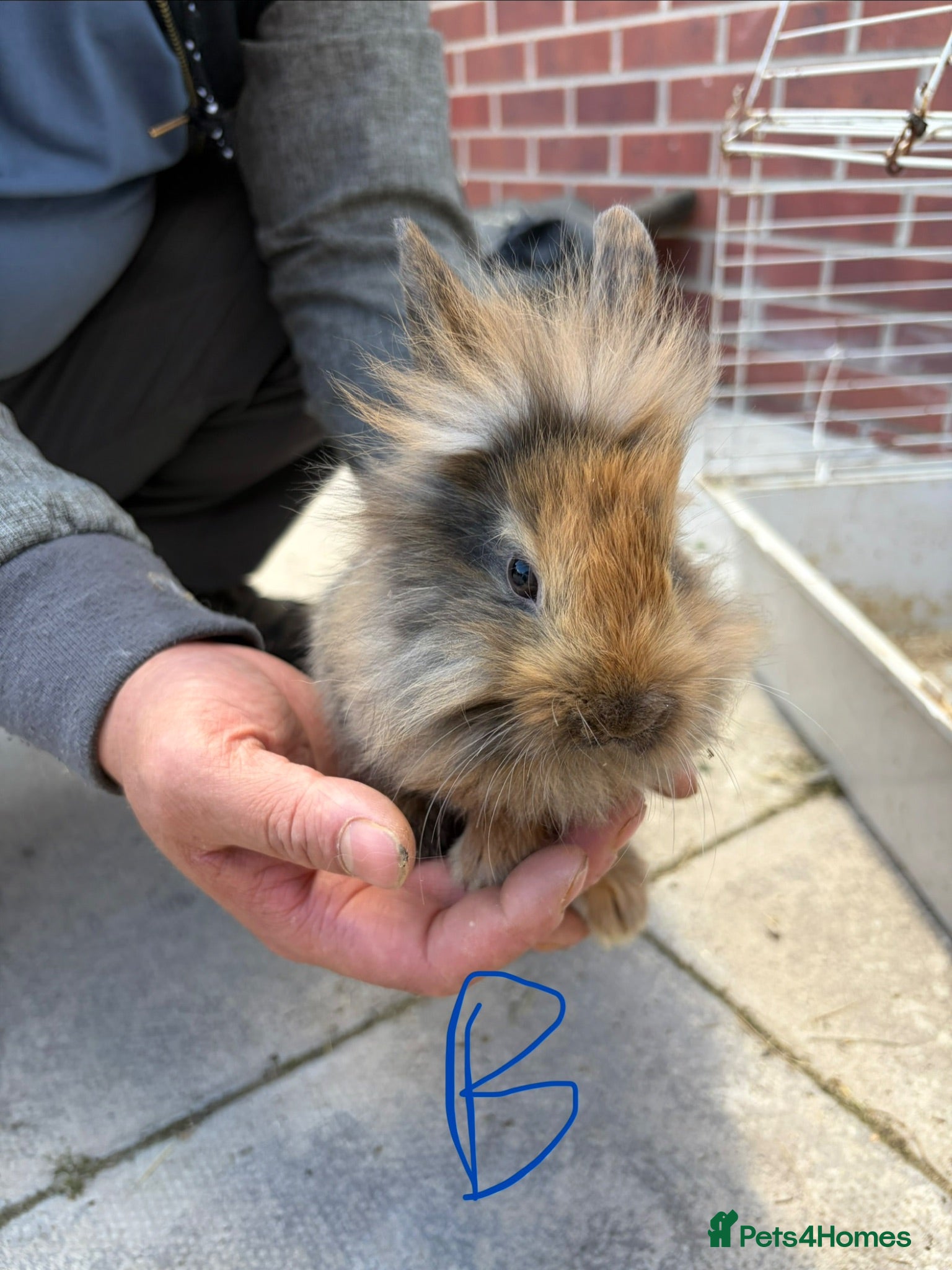 Lionhead rabbits Bunnies lionheads - Advert 6