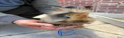 Lionhead rabbits for sale: Bunnies lionheads - Advert 3