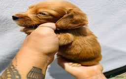Miniature Dachshund dogs for sale: Ready to leave 🐾 beautiful long hair miniatures  - Image 5