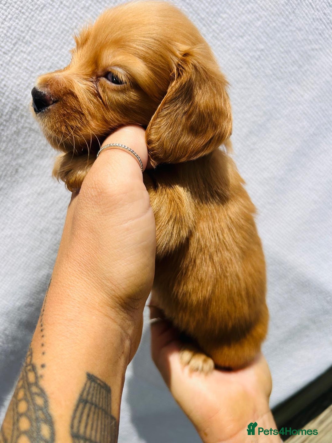 Miniature Dachshund dogs for sale: Ready to leave 🐾 beautiful long hair miniatures  - Image 5