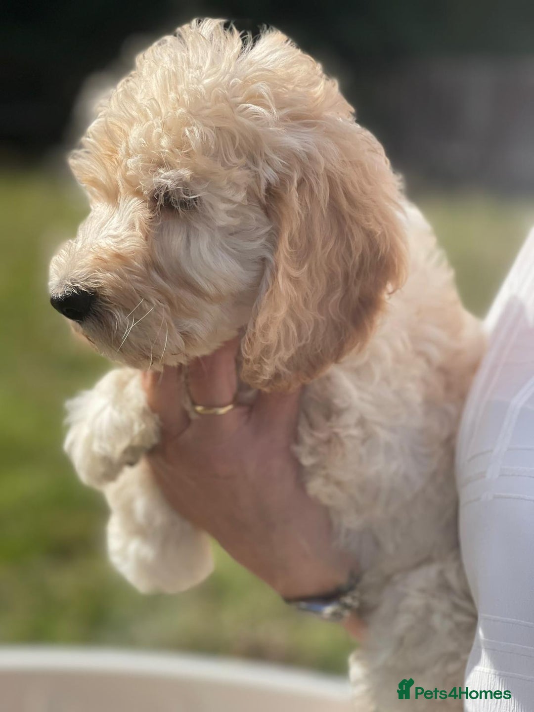 Irish Doodle dogs for sale: Beautiful Irishdoodles - Image 7
