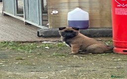 Belgian Shepherd Dog dogs for sale: 🐾🐾 BELGIUM MALINOIS 🐾🐾  - Image 6