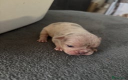 Mixed Breed dogs for sale: French bulldog X English bulldog  - Image 9