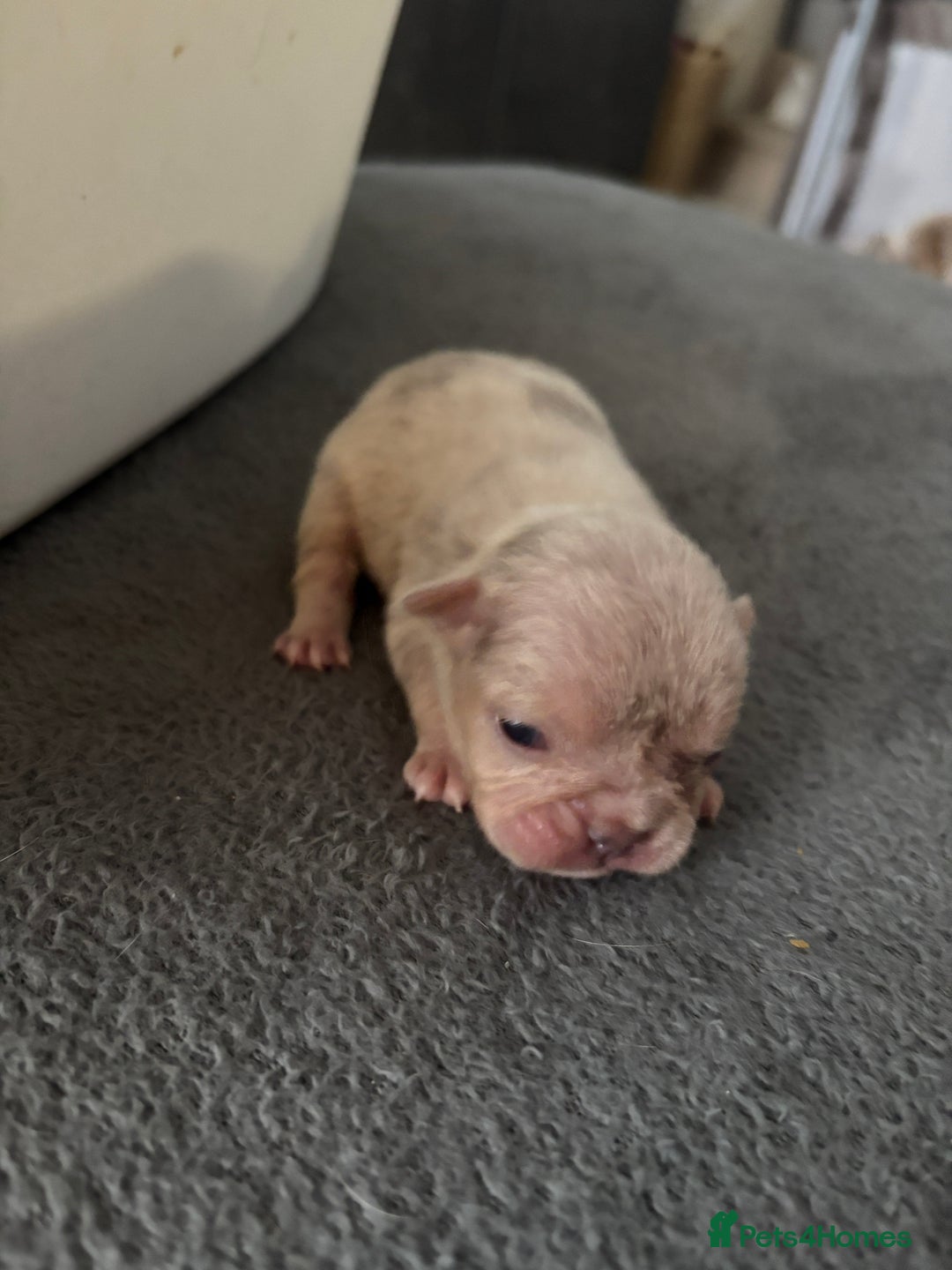 Mixed Breed dogs for sale: French bulldog X English bulldog  - Image 9