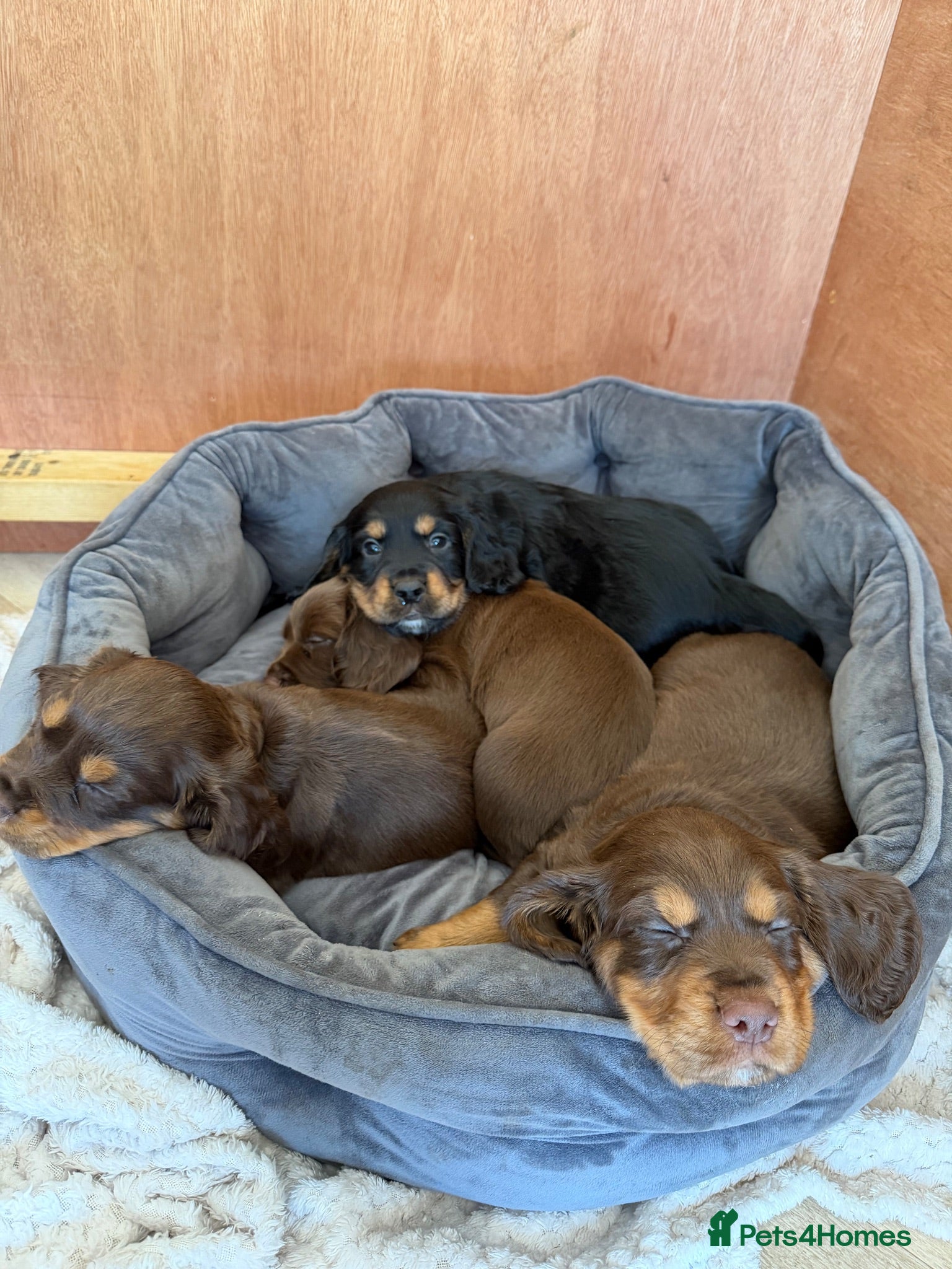 Cocker Spaniel dogs Stunning pedigree working cocker spaniel puppies  - Advert 1