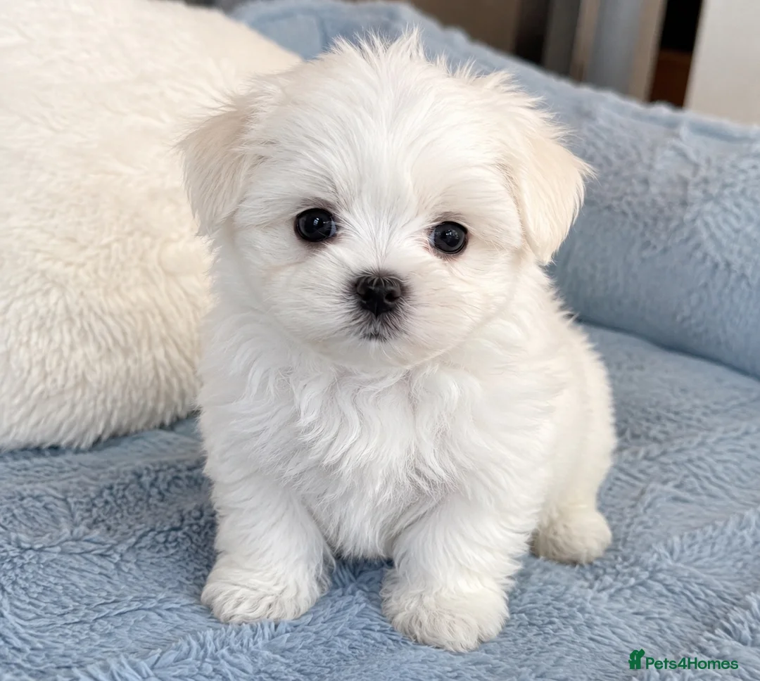 Maltese dogs for sale: Beautiful Maltese puppy  - Advert 2