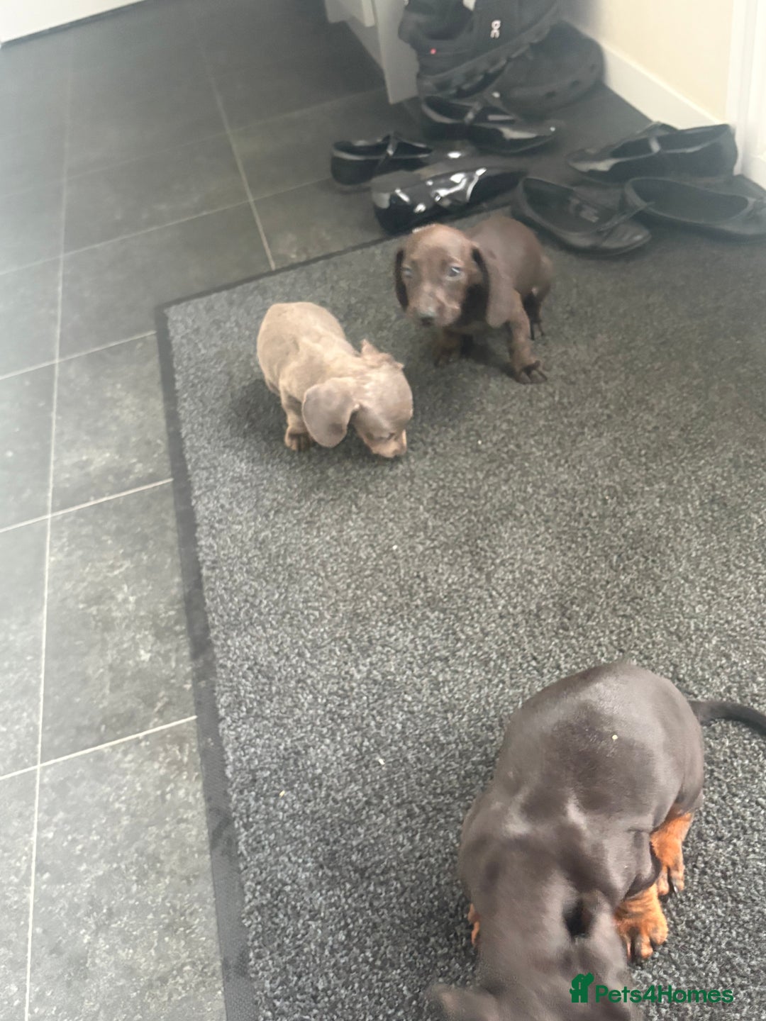 Miniature Dachshund dogs for sale: Beautiful babies ready for there5⭐️ home - Advert 11