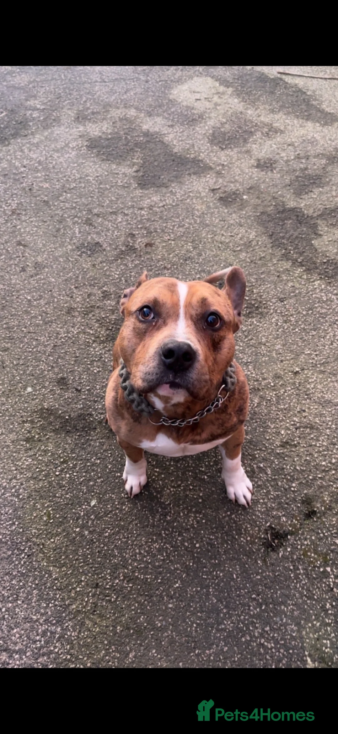 American Bulldog dogs for sale: American bully x pocket  **  in Mirfield - Advert 3