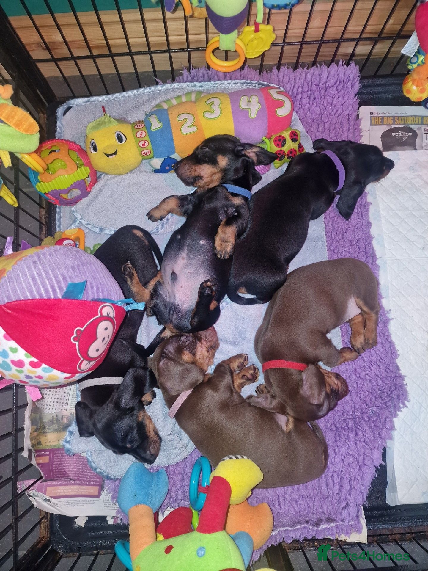 Miniature Dachshund dogs For Sale Beautiful KC reg Miniature Dachshunds - Advert 2