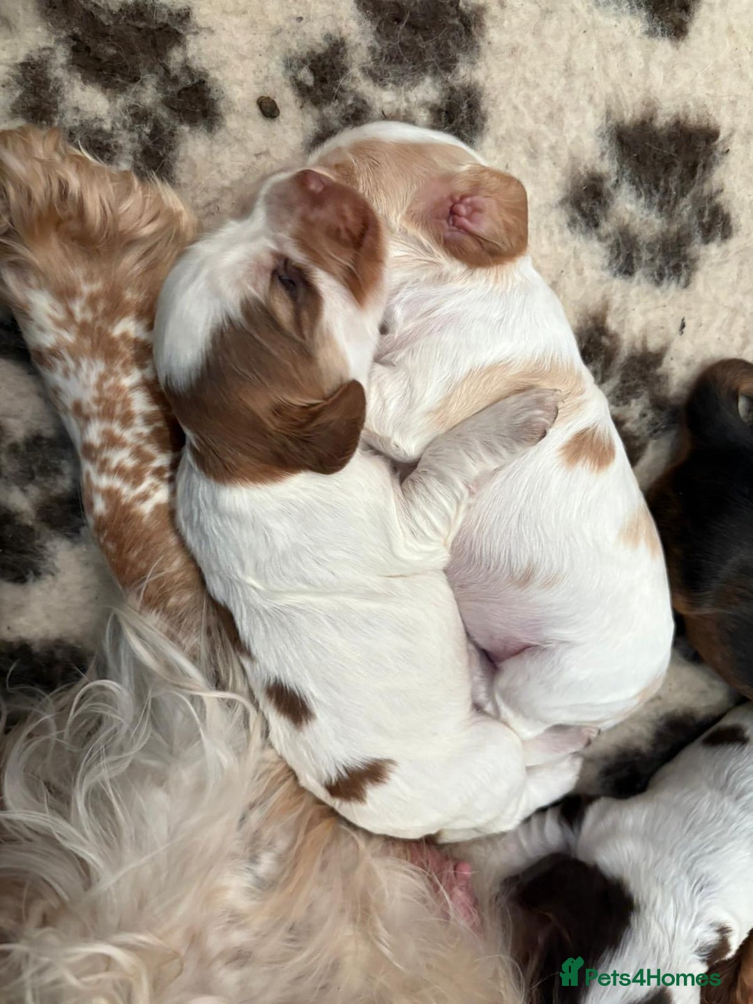 Cocker Spaniel dogs for sale: Kc registered show type cocker spaniel puppies - Image 9