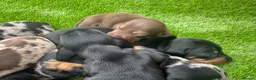 Dachshund dogs for sale: Beautiful Dachshund Puppies  - Advert 11