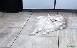 Maine Coon cats for sale: Female mainecoon kitten - Image 5