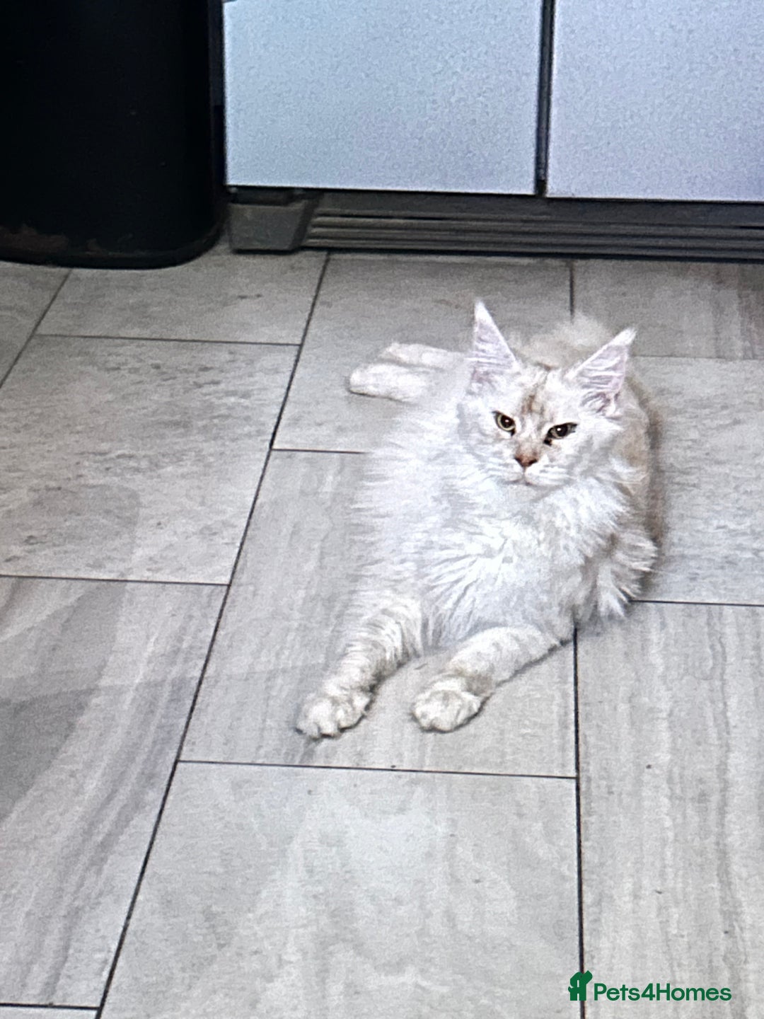 Maine Coon cats for sale: Female mainecoon kitten - Image 5