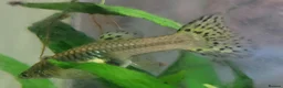 Live Bearers fish for sale: Active Guppies for Sale (Blue Lace Parents) in Woking - Advert 6