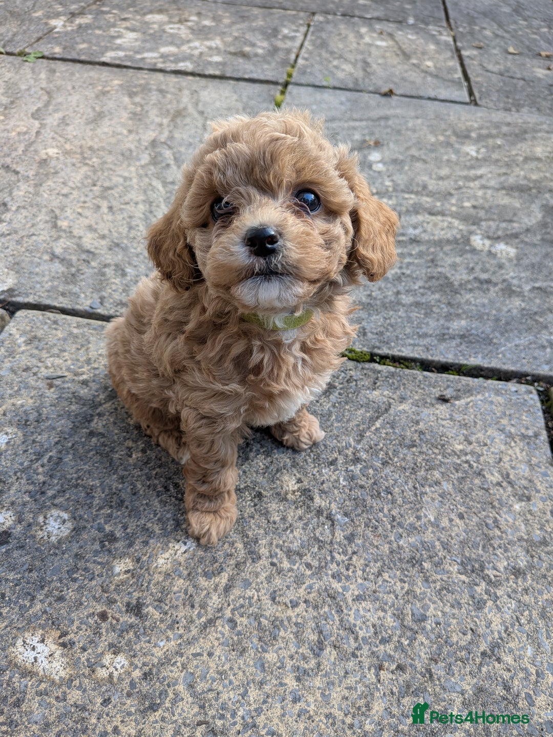 Cavachon dogs for sale: Cavapoochon puppies - Image 2