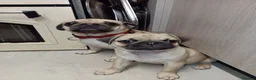 Pug dogs for sale: Pugs  - Advert 14