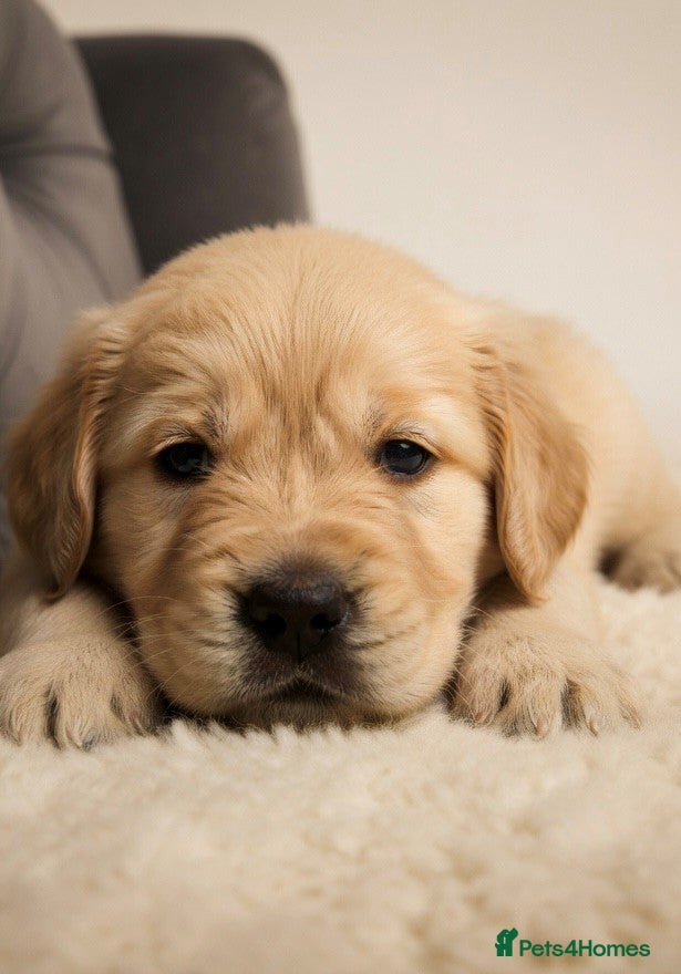 Golden Retriever dogs Beautiful, DNA tested - Golden Retriever Puppies  - Advert 1