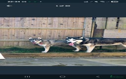 Siberian Husky dogs for sale: Stunning Pure siberian husky pups - Image 22