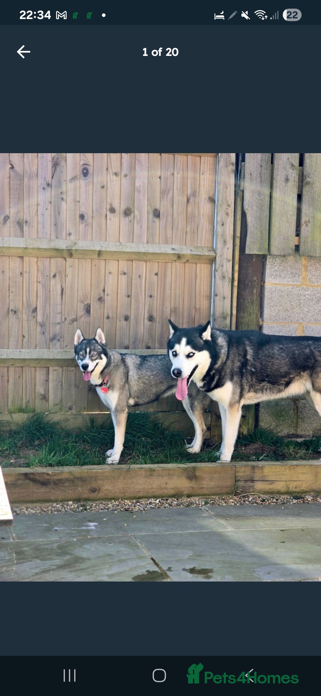 Siberian Husky dogs for sale: Stunning Pure siberian husky pups - Image 22