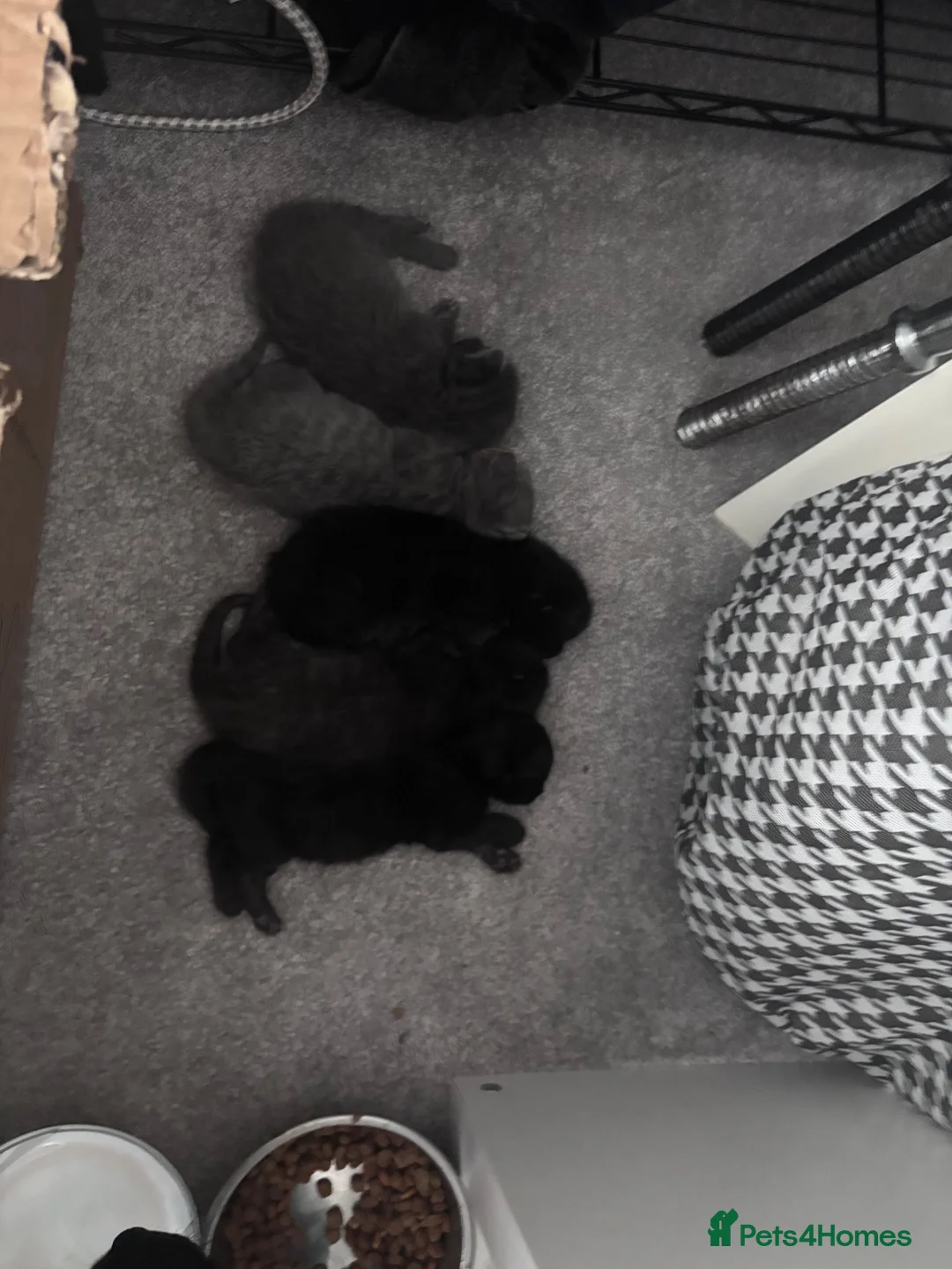 Mixed Breed cats for sale: 4 kittens for sale  - Advert 6