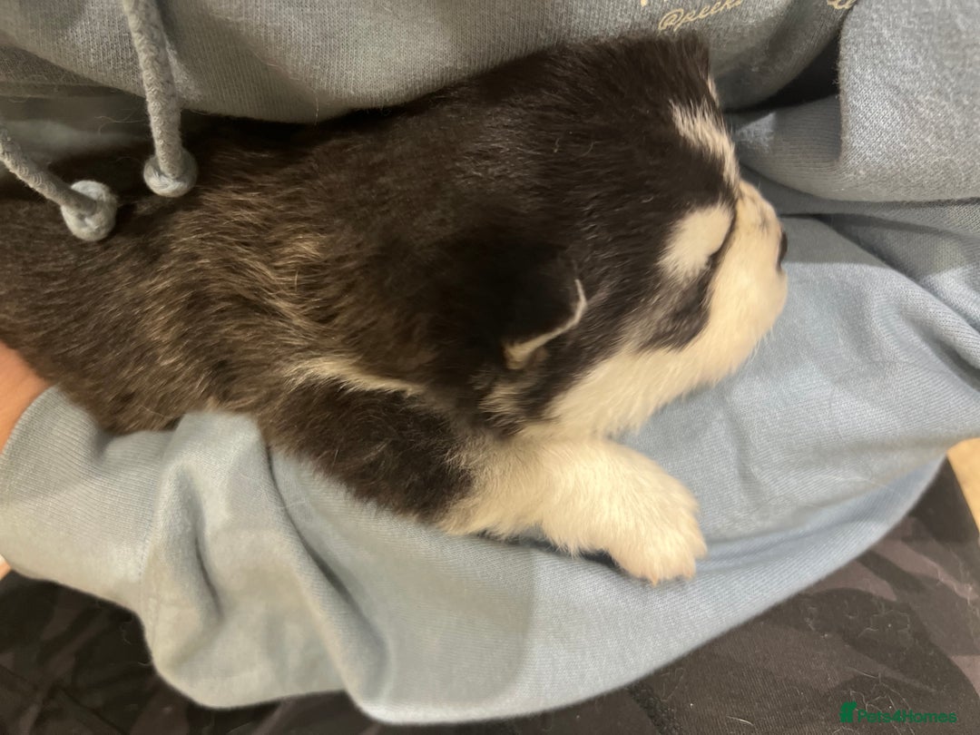 Pomsky dogs for sale: Pomsky puppies - Image 9