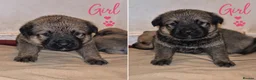 Mixed Breed dogs for sale: Rokita puppies  - Advert 4