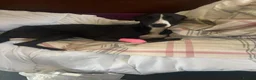 Whippet dogs for adoption: Twig - Whippet Cross for Adoption (16 kg) - Advert 3