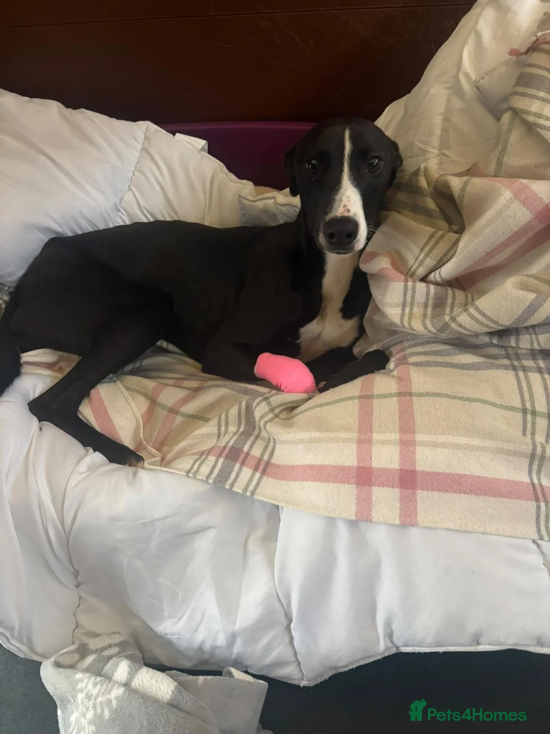 Whippet dogs for adoption: Twig - Whippet Cross for Adoption (16 kg) - Advert 3