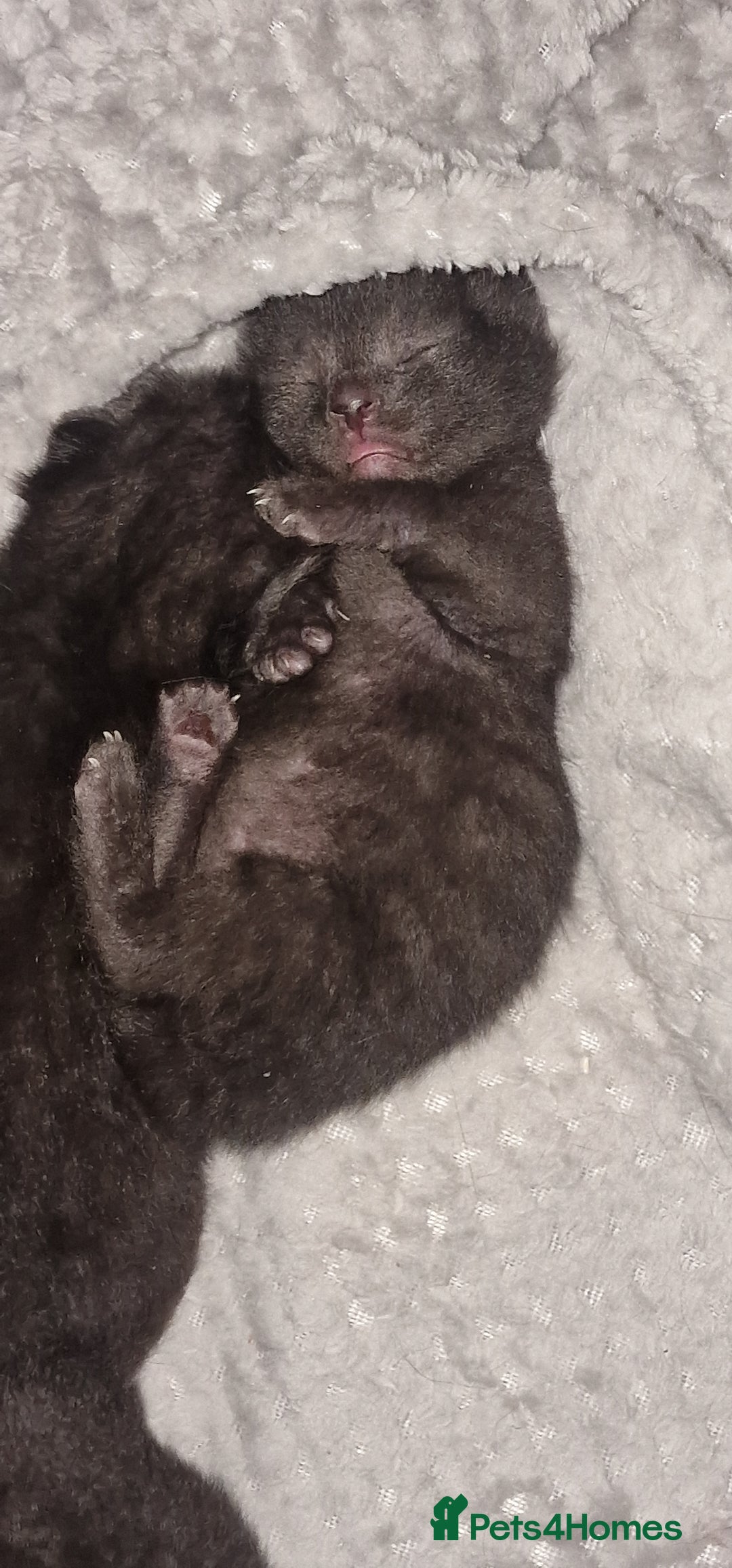 Chartreux cats for sale: Chartreux kittens - Image 5