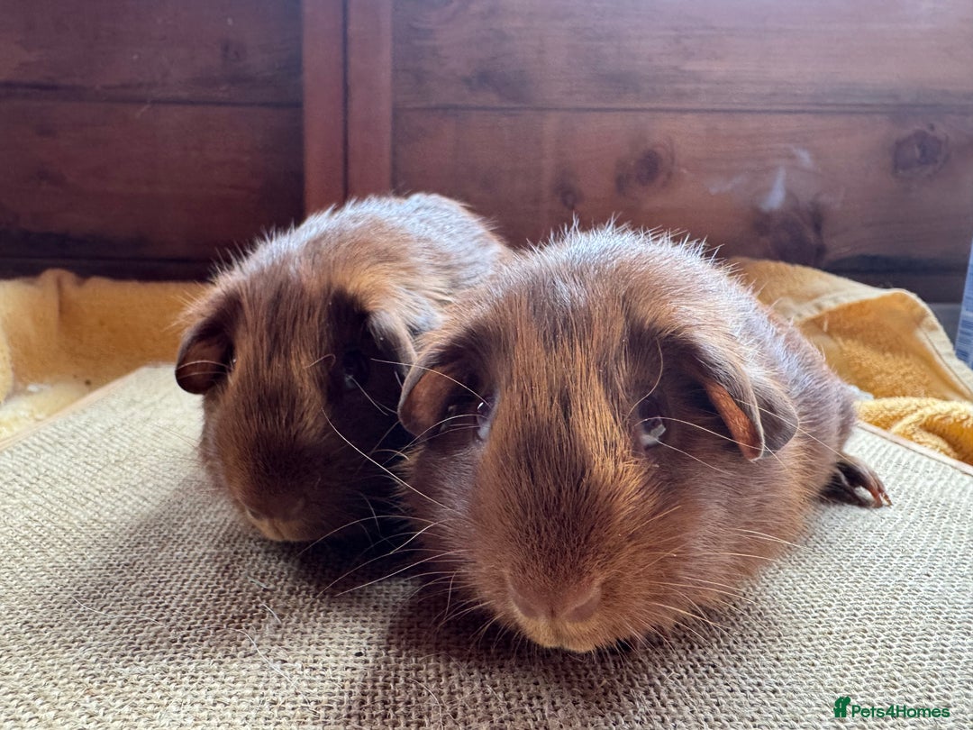 Guinea Pig rodents for sale: Beautiful self PE golden guinea pigs  - Image 2