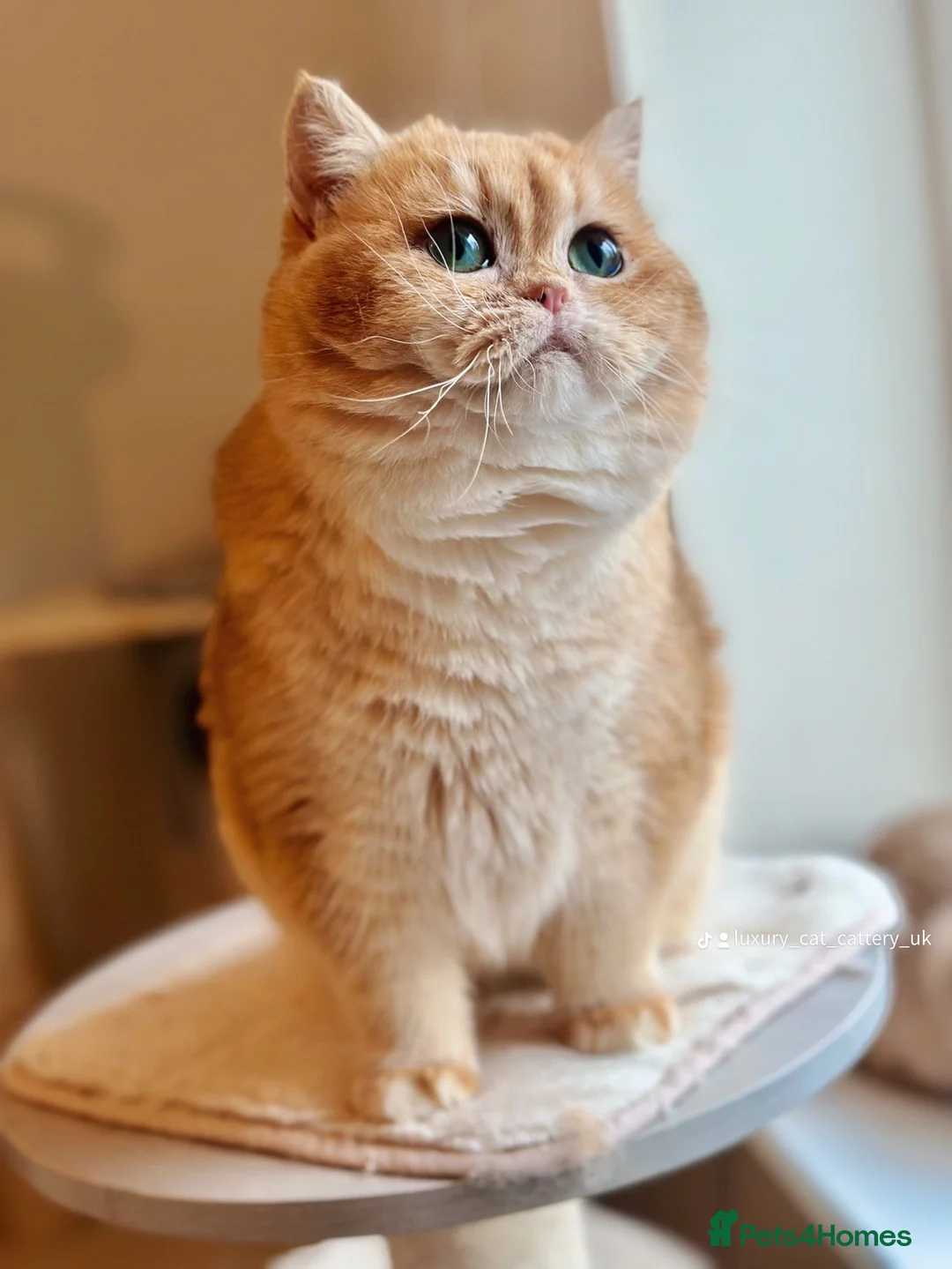 British Shorthair cats for stud: Gorgeous boy For Stud ny12, Longhair gens in Northampton - Advert 5