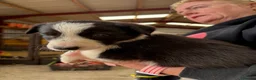 Welsh Collie dogs for sale: Adorable Mid Wales border collie puppies for sale - Advert 26