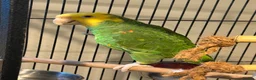 Parrots birds for sale: Beautiful Male Double Yellow-Headed Amazon  - Advert 3