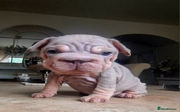 French Bulldog dogs for sale: Beautiful French bulldogs - Image 22