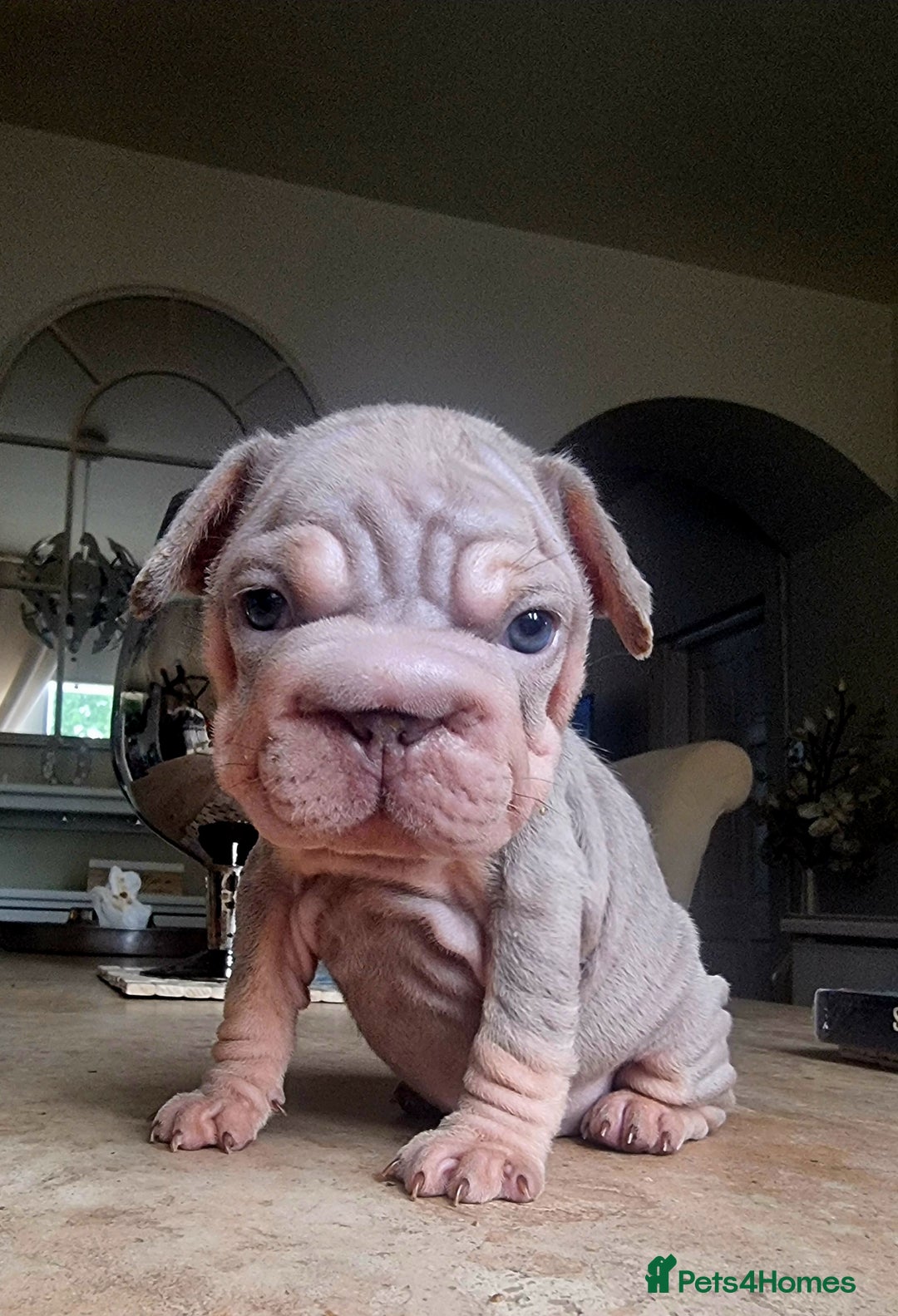 French Bulldog dogs for sale: Beautiful French bulldogs - Image 22
